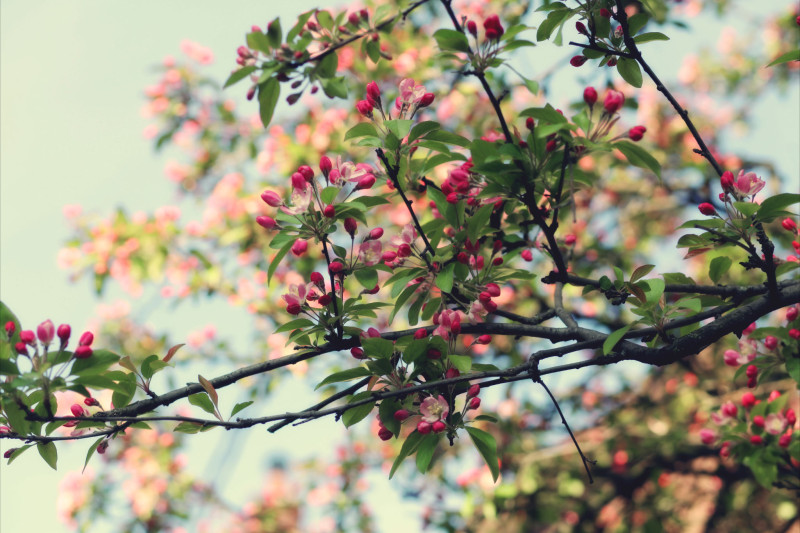 pinktree
