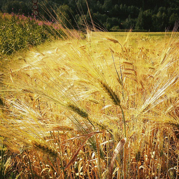 field-grain