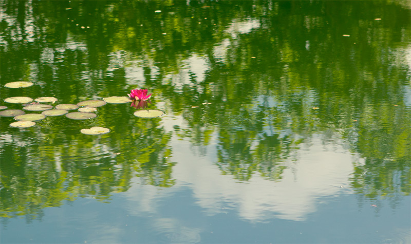 water-lily_rs