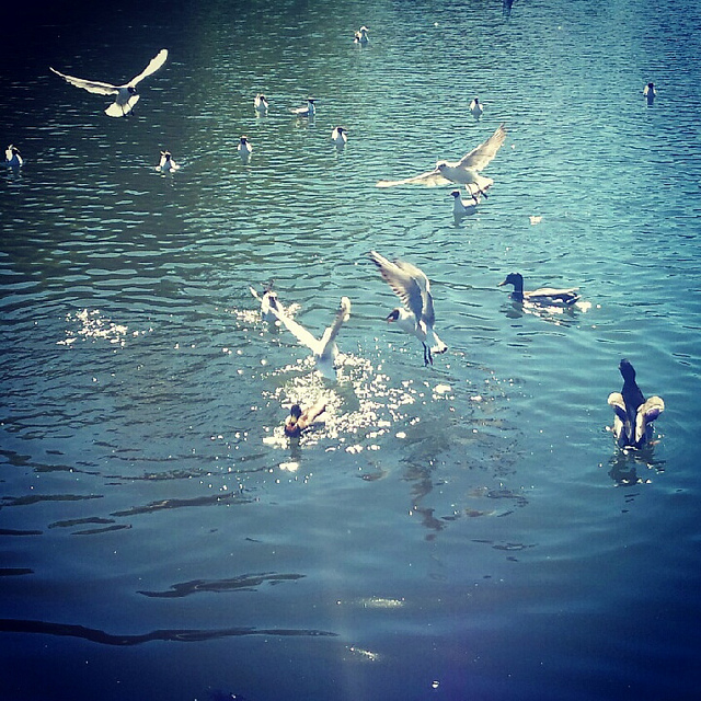 water-birds