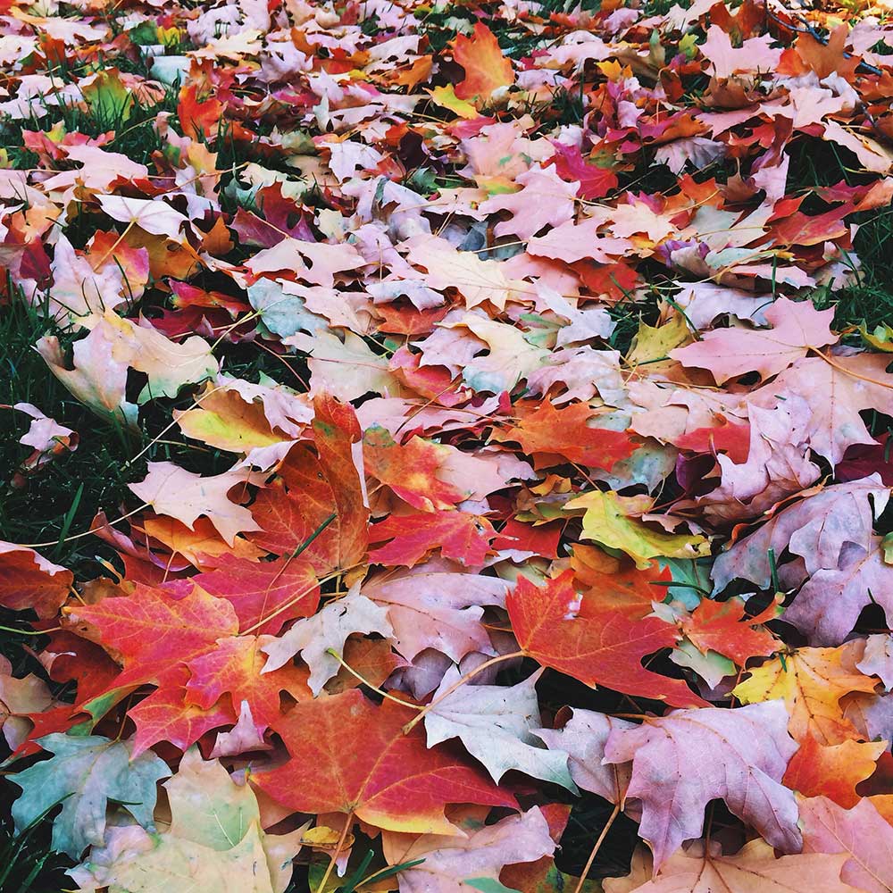 fall-leaves_rs