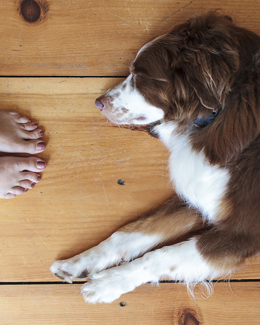 Woman's feet next to a dog on a hardwood floor.